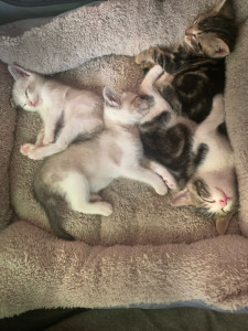 Photo de galerie - Garde chat