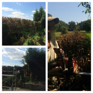 Photo de galerie - Diminution d’une haie sur sa hauteur , variété thuya