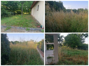 Photo de galerie - Tonte de pelouse - Débroussaillage