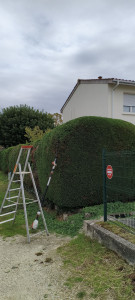 Photo de galerie - Taille de haie 