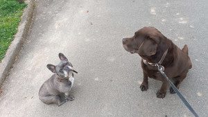 Photo de galerie - Garde chien