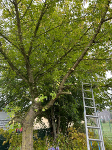 Photo de galerie - Elagage et coupe d'arbres