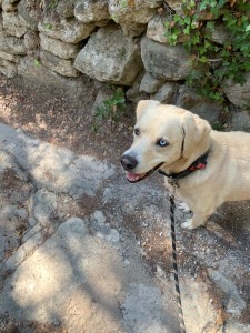 Photo de galerie - Je suis bénévole à la SPA donc j’ai l’habitude de m’occuper des toutou et je vais passer la formation pour les chiens catégorisés