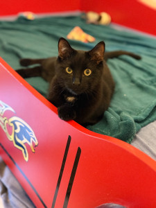 Photo de galerie - Un de mes pensionnaire trop mimi