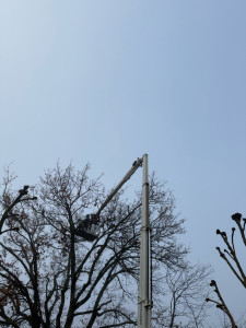 Photo de galerie - Taille de haies et d'arbustes