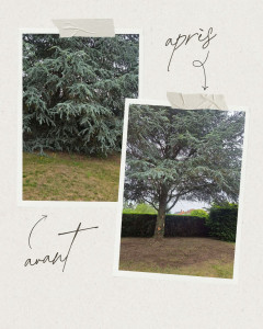 Photo de galerie - Elagage et coupe d'arbres
