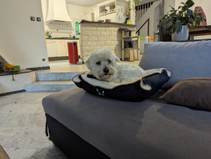 Photo de galerie - Chien en pension 