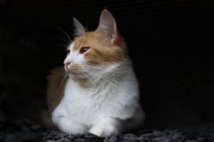 Photo de galerie - Garde de chat