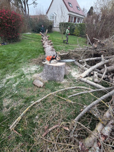 Photo de galerie - Elagage et coupe d'arbres