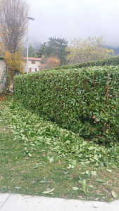 Photo de galerie - Taille de haies et d'arbustes