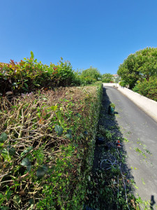 Photo de galerie - Taille de haies et d'arbustes