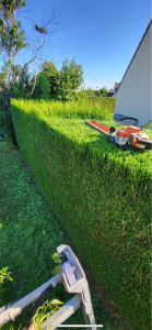 Photo de galerie - Taille de haies et d'arbustes