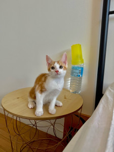 Photo de galerie - Garde chat