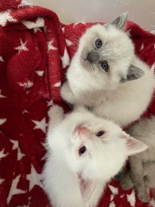 Photo de galerie - Garde de chat ! 