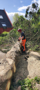 Photo de galerie - Façonnage d’une grume de sapin d’une longueur de 8,5m pour un cubage dans ~3m3