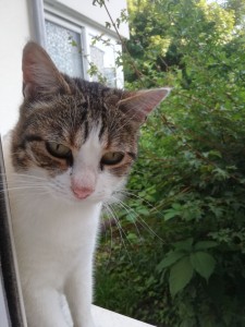 Photo de galerie - Garde chat