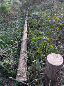 Photo de galerie - Abattage de plusieurs arbres 