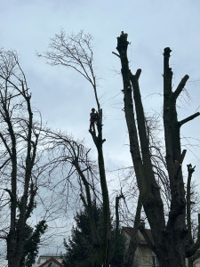 Photo de galerie - Une grande chantier les arbres plus de 15 mètres. 