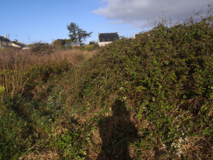 Photo de galerie - Défrichage de 900m2 avant