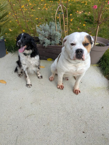 Photo de galerie - Dressage