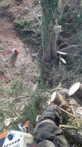 Photo de galerie - Elagage et coupe d'arbres