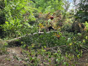 Photo de galerie - élagage abattage d'arbres 