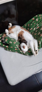 Photo de galerie - Chat dans son panier