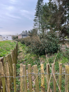 Photo de galerie - Taille de haies et d'arbustes