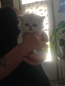 Photo de galerie - J adore les chat voici ma bianca j ai une maison avec un petit jardin clôture a 3m50 afin que les chats se sauvent pas 