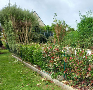 Photo de galerie - Rabattage de haie