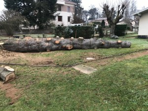 Photo de galerie - Elagage et coupe d'arbres