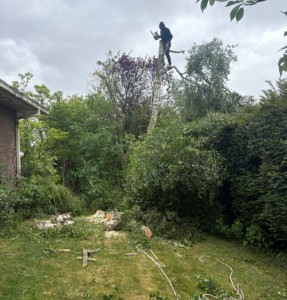 Photo de galerie - Élagage et a battage