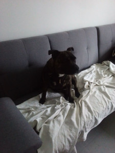 Photo de galerie - Garde d une louloutte