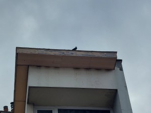 Photo de galerie - Mise en sécurité et fermeture de l'acrotère suite a l'envol du bardage et blocage accès pigeons en accès difficile
