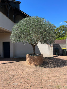 Photo de galerie - Taille d’Olivier (olea europea) 