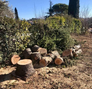 Photo de galerie - Abattage d'arbres