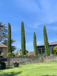 Photo de galerie - Taille de haies et d'arbustes