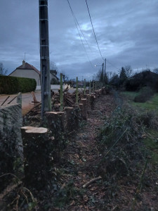 Photo de galerie - Rabattage de haies apres . Pret a dessoucher a la minipelle