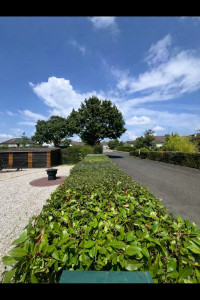 Photo de galerie - Taille de haies et d'arbustes