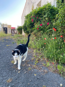 Photo de galerie - J’ai un chat et ai déjà eu un chien 