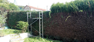 Photo de galerie - Taille de haie de thuya 
