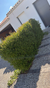 Photo de galerie - Taille de haie