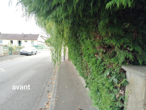 Photo de galerie - Taille de haies et d'arbustes