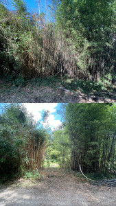 Photo de galerie - Elagage et coupe d'arbres