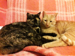 Photo de galerie - Garde chat