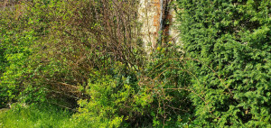 Photo de galerie - élagage avant