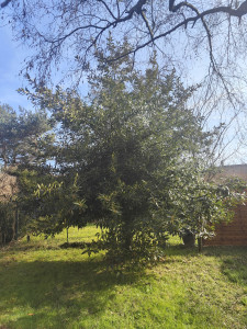 Photo de galerie - Taille de haies et d'arbustes