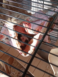 Photo de galerie - Garde animaux surtout les rongeurs 