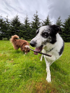 Photo de galerie - Loki & River