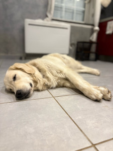 Photo de galerie - Garde chien